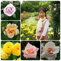 靭公園バラ園