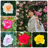 中之島公園バラ園へ