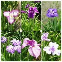 城北公園菖蒲園