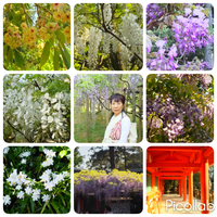 春日大社 萬葉植物園へ