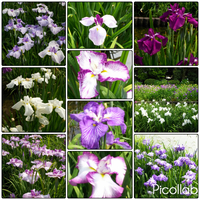 城北菖蒲園へ