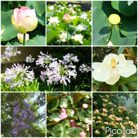 季節の花巡り（ハス）