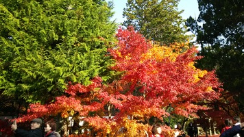 京都の紅葉巡り