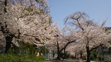 ご近所でお花見
