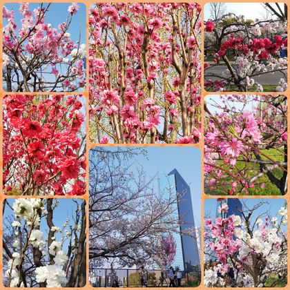 大阪城 桃園＆桜 お花見サイクリング
