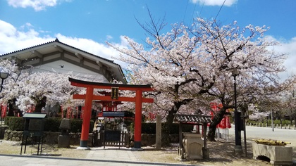 満開の桜巡り