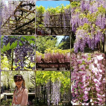 奈良 萬葉植物園